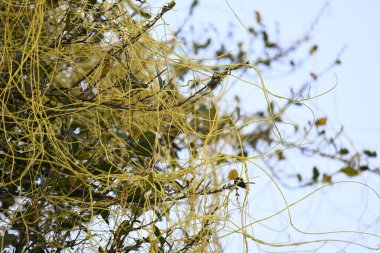 Cuscuta ya da Dodder bitkisi. Sarı, turuncu ya da kırmızı parazit bitkilerinin bir cinsidir. Yapraksız görünen ince gövdeleri ile tanımlanabilir, yaprakları da küçük ölçeklere indirgenmiştir. Amarbel.