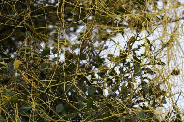 Cuscuta ya da Dodder bitkisi. Sarı, turuncu ya da kırmızı parazit bitkilerinin bir cinsidir. Yapraksız görünen ince gövdeleri ile tanımlanabilir, yaprakları da küçük ölçeklere indirgenmiştir. Amarbel.