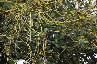 Cuscuta ya da Dodder bitkisi. Sarı, turuncu ya da kırmızı parazit bitkilerinin bir cinsidir. Yapraksız görünen ince gövdeleri ile tanımlanabilir, yaprakları da küçük ölçeklere indirgenmiştir. Amarbel.
