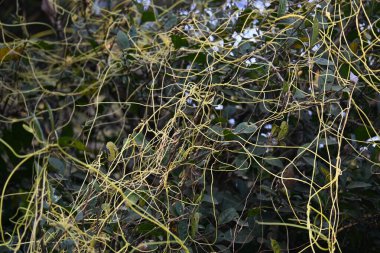 Cuscuta ya da Dodder bitkisi. Sarı, turuncu ya da kırmızı parazit bitkilerinin bir cinsidir. Yapraksız görünen ince gövdeleri ile tanımlanabilir, yaprakları da küçük ölçeklere indirgenmiştir. Amarbel.