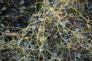 Cuscuta ya da Dodder bitkisi. Sarı, turuncu ya da kırmızı parazit bitkilerinin bir cinsidir. Yapraksız görünen ince gövdeleri ile tanımlanabilir, yaprakları da küçük ölçeklere indirgenmiştir. Amarbel.