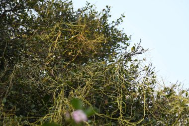 Cuscuta ya da Dodder bitkisi. Sarı, turuncu ya da kırmızı parazit bitkilerinin bir cinsidir. Yapraksız görünen ince gövdeleri ile tanımlanabilir, yaprakları da küçük ölçeklere indirgenmiştir. Amarbel.