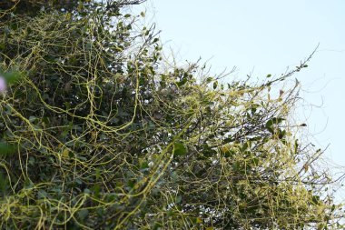 Cuscuta ya da Dodder bitkisi. Sarı, turuncu ya da kırmızı parazit bitkilerinin bir cinsidir. Yapraksız görünen ince gövdeleri ile tanımlanabilir, yaprakları da küçük ölçeklere indirgenmiştir. Amarbel.