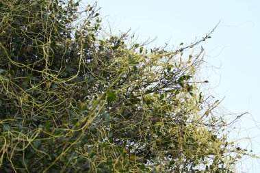 Cuscuta ya da Dodder bitkisi. Sarı, turuncu ya da kırmızı parazit bitkilerinin bir cinsidir. Yapraksız görünen ince gövdeleri ile tanımlanabilir, yaprakları da küçük ölçeklere indirgenmiştir. Amarbel.