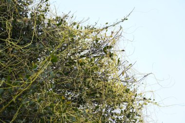 Cuscuta ya da Dodder bitkisi. Sarı, turuncu ya da kırmızı parazit bitkilerinin bir cinsidir. Yapraksız görünen ince gövdeleri ile tanımlanabilir, yaprakları da küçük ölçeklere indirgenmiştir. Amarbel.