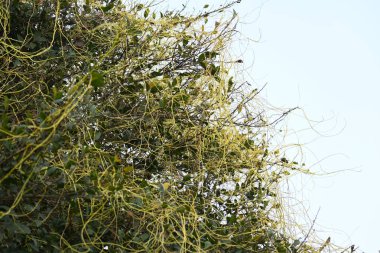 Cuscuta ya da Dodder bitkisi. Sarı, turuncu ya da kırmızı parazit bitkilerinin bir cinsidir. Yapraksız görünen ince gövdeleri ile tanımlanabilir, yaprakları da küçük ölçeklere indirgenmiştir. Amarbel.