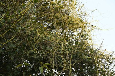 Cuscuta ya da Dodder bitkisi. Sarı, turuncu ya da kırmızı parazit bitkilerinin bir cinsidir. Yapraksız görünen ince gövdeleri ile tanımlanabilir, yaprakları da küçük ölçeklere indirgenmiştir. Amarbel.