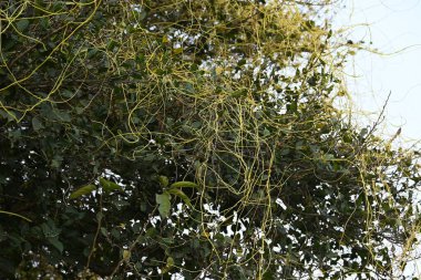 Cuscuta ya da Dodder bitkisi. Sarı, turuncu ya da kırmızı parazit bitkilerinin bir cinsidir. Yapraksız görünen ince gövdeleri ile tanımlanabilir, yaprakları da küçük ölçeklere indirgenmiştir. Amarbel.