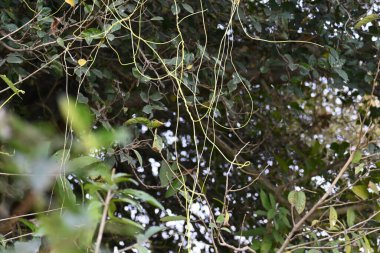 Cuscuta ya da Dodder bitkisi. Sarı, turuncu ya da kırmızı parazit bitkilerinin bir cinsidir. Yapraksız görünen ince gövdeleri ile tanımlanabilir, yaprakları da küçük ölçeklere indirgenmiştir. Amarbel.
