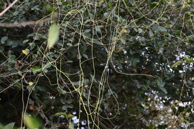 Cuscuta ya da Dodder bitkisi. Sarı, turuncu ya da kırmızı parazit bitkilerinin bir cinsidir. Yapraksız görünen ince gövdeleri ile tanımlanabilir, yaprakları da küçük ölçeklere indirgenmiştir. Amarbel.
