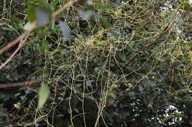Cuscuta ya da Dodder bitkisi. Sarı, turuncu ya da kırmızı parazit bitkilerinin bir cinsidir. Yapraksız görünen ince gövdeleri ile tanımlanabilir, yaprakları da küçük ölçeklere indirgenmiştir. Amarbel.