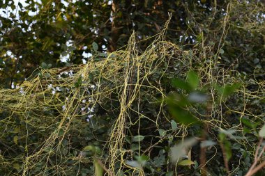 Cuscuta ya da Dodder bitkisi. Sarı, turuncu ya da kırmızı parazit bitkilerinin bir cinsidir. Yapraksız görünen ince gövdeleri ile tanımlanabilir, yaprakları da küçük ölçeklere indirgenmiştir. Amarbel.