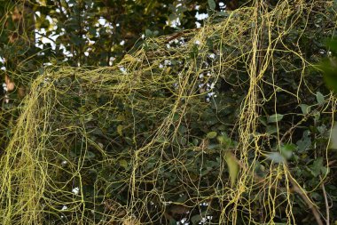 Cuscuta ya da Dodder bitkisi. Sarı, turuncu ya da kırmızı parazit bitkilerinin bir cinsidir. Yapraksız görünen ince gövdeleri ile tanımlanabilir, yaprakları da küçük ölçeklere indirgenmiştir. Amarbel.