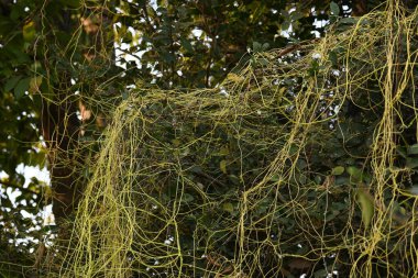 Cuscuta ya da Dodder bitkisi. Sarı, turuncu ya da kırmızı parazit bitkilerinin bir cinsidir. Yapraksız görünen ince gövdeleri ile tanımlanabilir, yaprakları da küçük ölçeklere indirgenmiştir. Amarbel.