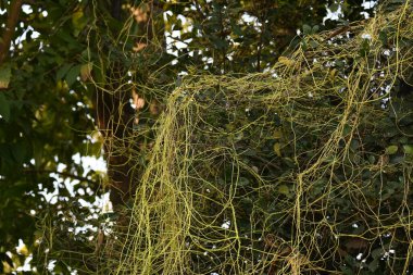 Cuscuta ya da Dodder bitkisi. Sarı, turuncu ya da kırmızı parazit bitkilerinin bir cinsidir. Yapraksız görünen ince gövdeleri ile tanımlanabilir, yaprakları da küçük ölçeklere indirgenmiştir. Amarbel.