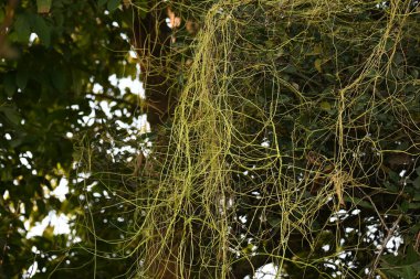 Cuscuta ya da Dodder bitkisi. Sarı, turuncu ya da kırmızı parazit bitkilerinin bir cinsidir. Yapraksız görünen ince gövdeleri ile tanımlanabilir, yaprakları da küçük ölçeklere indirgenmiştir. Amarbel.