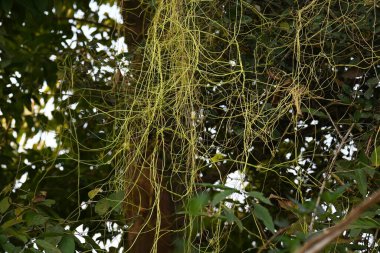 Cuscuta ya da Dodder bitkisi. Sarı, turuncu ya da kırmızı parazit bitkilerinin bir cinsidir. Yapraksız görünen ince gövdeleri ile tanımlanabilir, yaprakları da küçük ölçeklere indirgenmiştir. Amarbel.