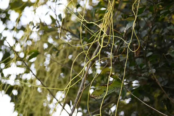 Cuscuta ya da Dodder bitkisi. Sarı, turuncu ya da kırmızı parazit bitkilerinin bir cinsidir. Yapraksız görünen ince gövdeleri ile tanımlanabilir, yaprakları da küçük ölçeklere indirgenmiştir. Amarbel.