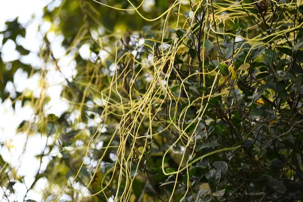 Cuscuta ya da Dodder bitkisi. Sarı, turuncu ya da kırmızı parazit bitkilerinin bir cinsidir. Yapraksız görünen ince gövdeleri ile tanımlanabilir, yaprakları da küçük ölçeklere indirgenmiştir. Amarbel.