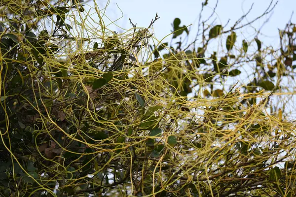 Cuscuta ya da Dodder bitkisi. Sarı, turuncu ya da kırmızı parazit bitkilerinin bir cinsidir. Yapraksız görünen ince gövdeleri ile tanımlanabilir, yaprakları da küçük ölçeklere indirgenmiştir. Amarbel.