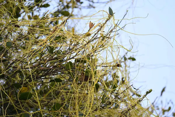 Cuscuta ya da Dodder bitkisi. Sarı, turuncu ya da kırmızı parazit bitkilerinin bir cinsidir. Yapraksız görünen ince gövdeleri ile tanımlanabilir, yaprakları da küçük ölçeklere indirgenmiştir. Amarbel.