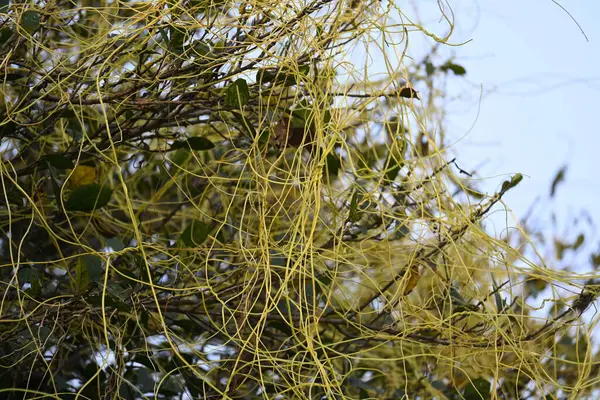 Cuscuta ya da Dodder bitkisi. Sarı, turuncu ya da kırmızı parazit bitkilerinin bir cinsidir. Yapraksız görünen ince gövdeleri ile tanımlanabilir, yaprakları da küçük ölçeklere indirgenmiştir. Amarbel.