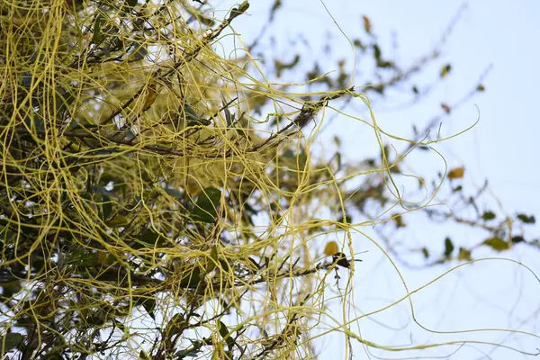 Cuscuta ya da Dodder bitkisi. Sarı, turuncu ya da kırmızı parazit bitkilerinin bir cinsidir. Yapraksız görünen ince gövdeleri ile tanımlanabilir, yaprakları da küçük ölçeklere indirgenmiştir. Amarbel.