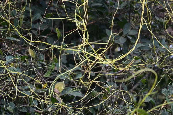 Cuscuta ya da Dodder bitkisi. Sarı, turuncu ya da kırmızı parazit bitkilerinin bir cinsidir. Yapraksız görünen ince gövdeleri ile tanımlanabilir, yaprakları da küçük ölçeklere indirgenmiştir. Amarbel.