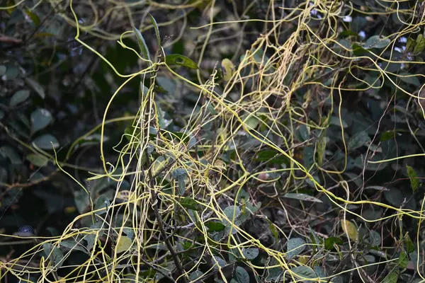 Cuscuta ya da Dodder bitkisi. Sarı, turuncu ya da kırmızı parazit bitkilerinin bir cinsidir. Yapraksız görünen ince gövdeleri ile tanımlanabilir, yaprakları da küçük ölçeklere indirgenmiştir. Amarbel.
