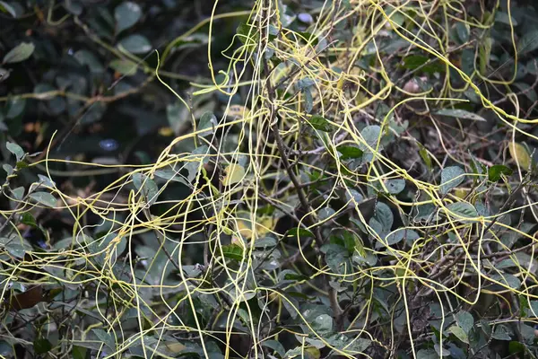 Cuscuta ya da Dodder bitkisi. Sarı, turuncu ya da kırmızı parazit bitkilerinin bir cinsidir. Yapraksız görünen ince gövdeleri ile tanımlanabilir, yaprakları da küçük ölçeklere indirgenmiştir. Amarbel.