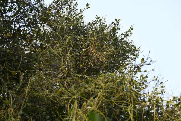 Cuscuta ya da Dodder bitkisi. Sarı, turuncu ya da kırmızı parazit bitkilerinin bir cinsidir. Yapraksız görünen ince gövdeleri ile tanımlanabilir, yaprakları da küçük ölçeklere indirgenmiştir. Amarbel.
