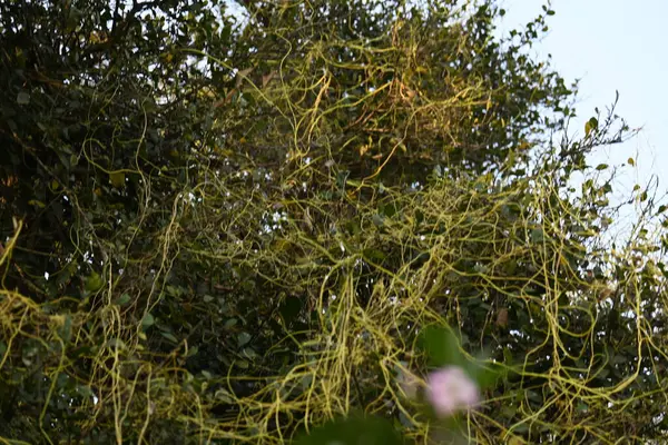 Cuscuta ya da Dodder bitkisi. Sarı, turuncu ya da kırmızı parazit bitkilerinin bir cinsidir. Yapraksız görünen ince gövdeleri ile tanımlanabilir, yaprakları da küçük ölçeklere indirgenmiştir. Amarbel.