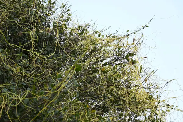 Cuscuta ya da Dodder bitkisi. Sarı, turuncu ya da kırmızı parazit bitkilerinin bir cinsidir. Yapraksız görünen ince gövdeleri ile tanımlanabilir, yaprakları da küçük ölçeklere indirgenmiştir. Amarbel.