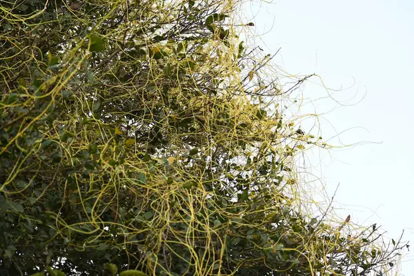 Cuscuta ya da Dodder bitkisi. Sarı, turuncu ya da kırmızı parazit bitkilerinin bir cinsidir. Yapraksız görünen ince gövdeleri ile tanımlanabilir, yaprakları da küçük ölçeklere indirgenmiştir. Amarbel.