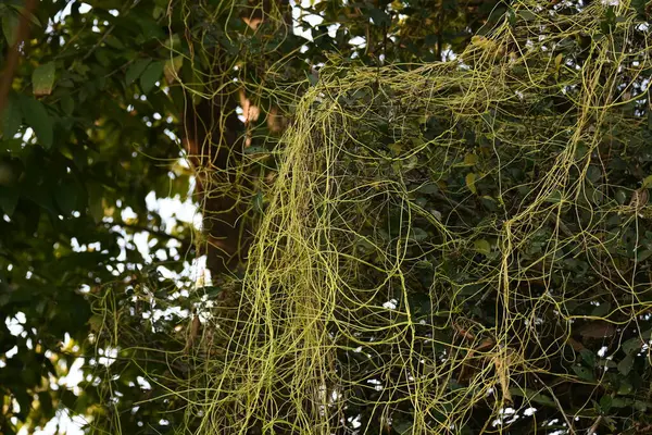 Cuscuta ya da Dodder bitkisi. Sarı, turuncu ya da kırmızı parazit bitkilerinin bir cinsidir. Yapraksız görünen ince gövdeleri ile tanımlanabilir, yaprakları da küçük ölçeklere indirgenmiştir. Amarbel.
