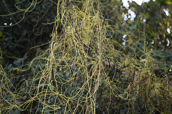 Cuscuta ya da Dodder bitkisi. Sarı, turuncu ya da kırmızı parazit bitkilerinin bir cinsidir. Yapraksız görünen ince gövdeleri ile tanımlanabilir, yaprakları da küçük ölçeklere indirgenmiştir. Amarbel.