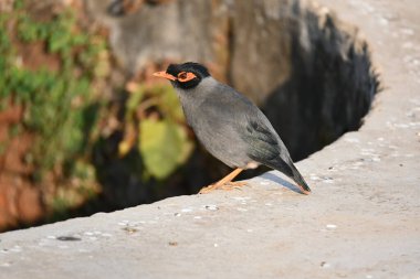 Hint Myna Kuşları. Diğer adları Common myna ve mynah. Bu, sığırcık familyasından bir kuş. Bunlar, özellikle Hindistan olmak üzere Güney Asya 'ya özgü yoldan geçen bir grup kuş.. 