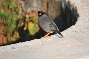 Hint Myna Kuşları. Diğer adları Common myna ve mynah. Bu, sığırcık familyasından bir kuş. Bunlar, özellikle Hindistan olmak üzere Güney Asya 'ya özgü yoldan geçen bir grup kuş.. 