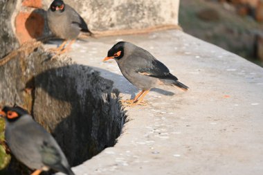Hint Myna Kuşları. Diğer adları Common myna ve mynah. Bu, sığırcık familyasından bir kuş. Bunlar, özellikle Hindistan olmak üzere Güney Asya 'ya özgü yoldan geçen bir grup kuş.. 