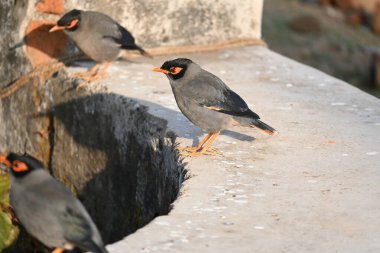 Hint Myna Kuşları. Diğer adları Common myna ve mynah. Bu, sığırcık familyasından bir kuş. Bunlar, özellikle Hindistan olmak üzere Güney Asya 'ya özgü yoldan geçen bir grup kuş.. 