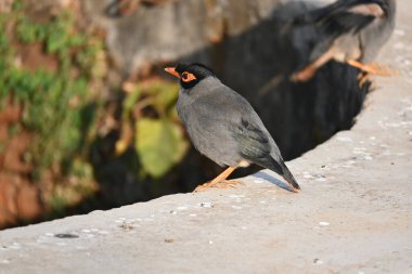 Hint Myna Kuşları. Diğer adları Common myna ve mynah. Bu, sığırcık familyasından bir kuş. Bunlar, özellikle Hindistan olmak üzere Güney Asya 'ya özgü yoldan geçen bir grup kuş.. 