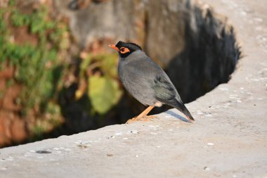 Hint Myna Kuşları. Diğer adları Common myna ve mynah. Bu, sığırcık familyasından bir kuş. Bunlar, özellikle Hindistan olmak üzere Güney Asya 'ya özgü yoldan geçen bir grup kuş.. 