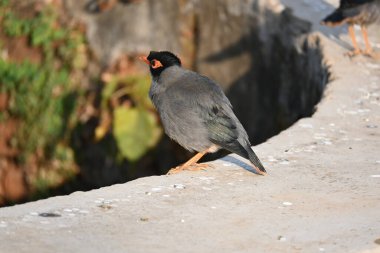 Hint Myna Kuşları. Diğer adları Common myna ve mynah. Bu, sığırcık familyasından bir kuş. Bunlar, özellikle Hindistan olmak üzere Güney Asya 'ya özgü yoldan geçen bir grup kuş.. 