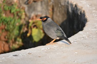Hint Myna Kuşları. Diğer adları Common myna ve mynah. Bu, sığırcık familyasından bir kuş. Bunlar, özellikle Hindistan olmak üzere Güney Asya 'ya özgü yoldan geçen bir grup kuş.. 