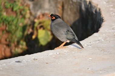 Hint Myna Kuşları. Diğer adları Common myna ve mynah. Bu, sığırcık familyasından bir kuş. Bunlar, özellikle Hindistan olmak üzere Güney Asya 'ya özgü yoldan geçen bir grup kuş.. 