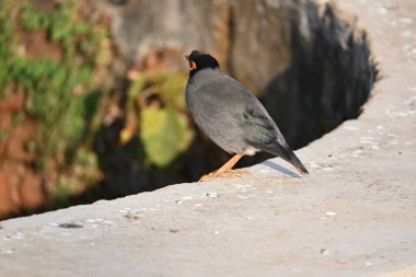 Hint Myna Kuşları. Diğer adları Common myna ve mynah. Bu, sığırcık familyasından bir kuş. Bunlar, özellikle Hindistan olmak üzere Güney Asya 'ya özgü yoldan geçen bir grup kuş.. 