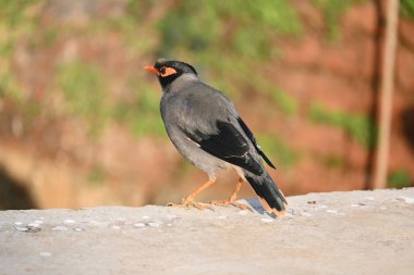 Hint Myna Kuşları. Diğer adları Common myna ve mynah. Bu, sığırcık familyasından bir kuş. Bunlar, özellikle Hindistan olmak üzere Güney Asya 'ya özgü yoldan geçen bir grup kuş.. 
