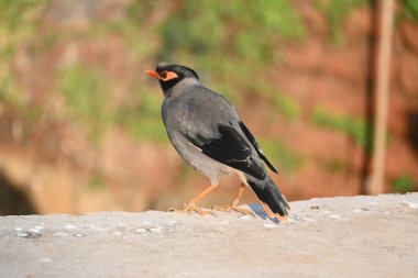 Hint Myna Kuşları. Diğer adları Common myna ve mynah. Bu, sığırcık familyasından bir kuş. Bunlar, özellikle Hindistan olmak üzere Güney Asya 'ya özgü yoldan geçen bir grup kuş.. 