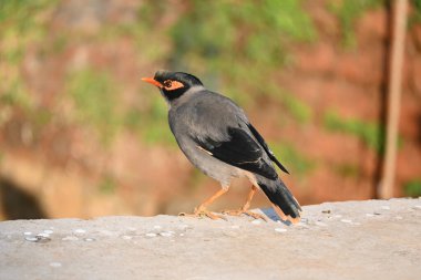 Hint Myna Kuşları. Diğer adları Common myna ve mynah. Bu, sığırcık familyasından bir kuş. Bunlar, özellikle Hindistan olmak üzere Güney Asya 'ya özgü yoldan geçen bir grup kuş.. 