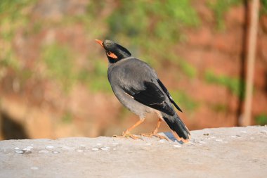 Hint Myna Kuşları. Diğer adları Common myna ve mynah. Bu, sığırcık familyasından bir kuş. Bunlar, özellikle Hindistan olmak üzere Güney Asya 'ya özgü yoldan geçen bir grup kuş.. 